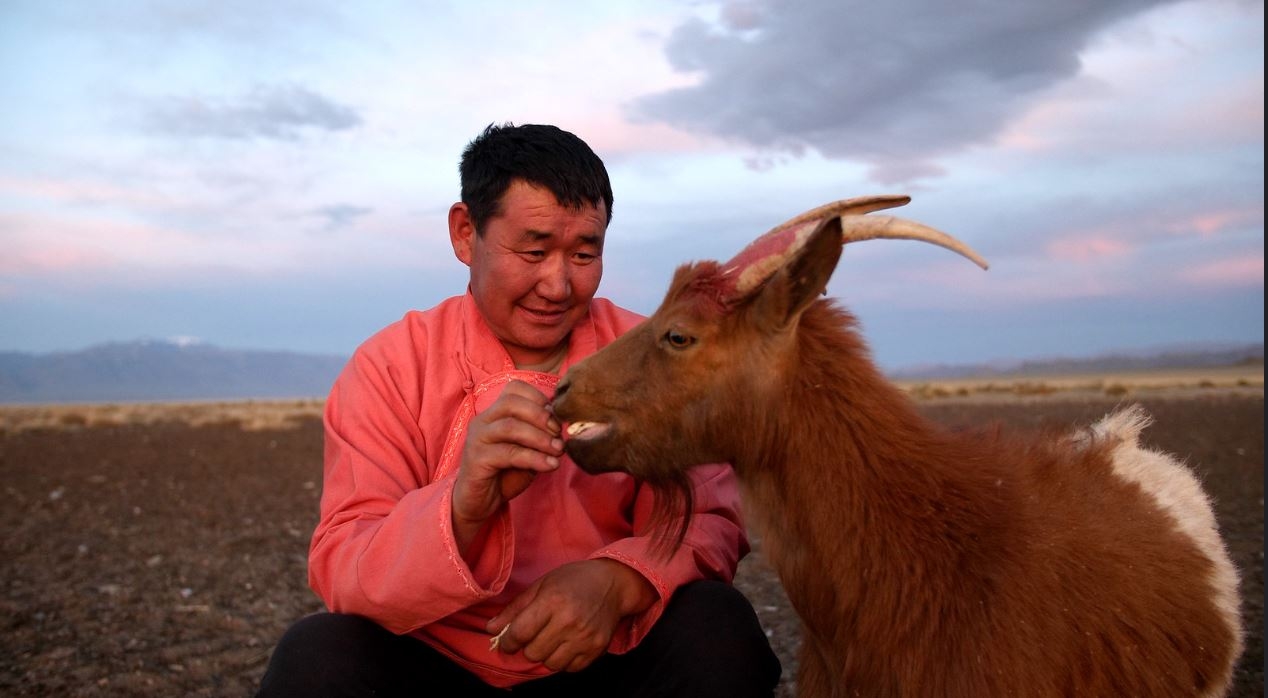 羊绒